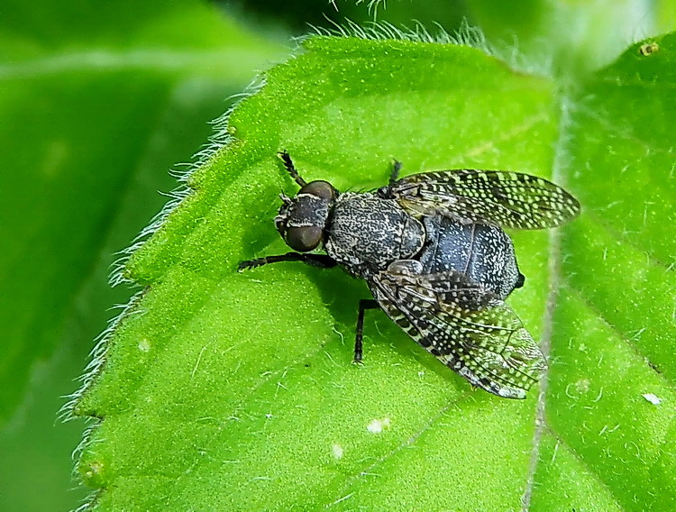 Platystoma sp. (Platystomidae).